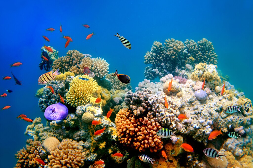 Tropical Fish on a coral reef.