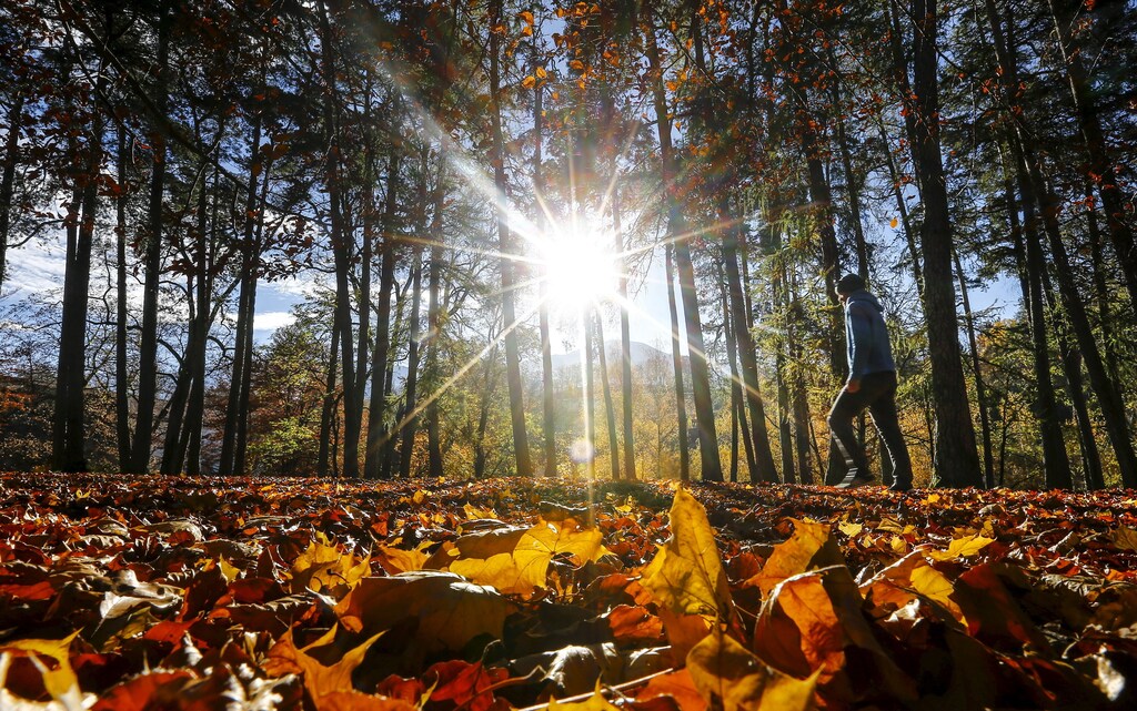 A man walks in a park full of autumn coloured leaves during a sunny day in the western Austrian city of Innsbruck, Austria November 6, 2015. REUTERS/Dominic Ebenbichler TPX IMAGES OF THE DAY - GF20000048085