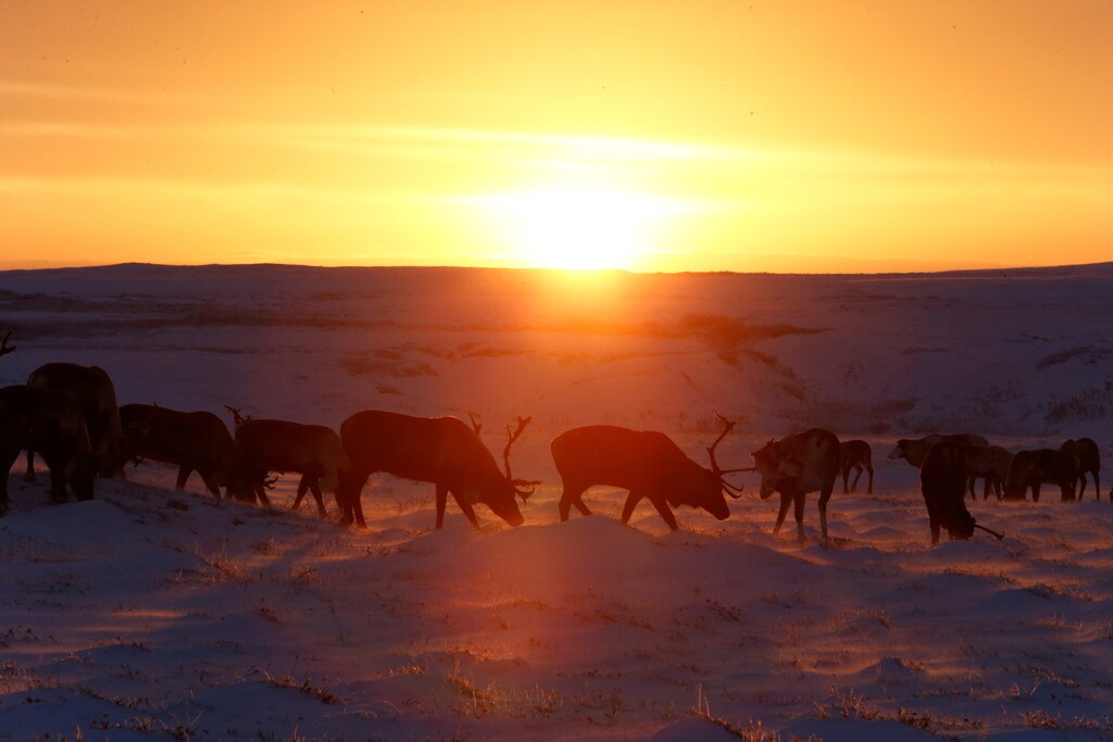 Reindeers graze in the tundra area during sunset in Nenets Autonomous District, Russia, November 26, 2016. Picture taken November 26, 2016. REUTERS/Sergei Karpukhin SEARCH "REINDEER ARCTIC" FOR THIS STORY. SEARCH "THE WIDER IMAGE" FOR ALL STORIES. - RC1FDFF18720