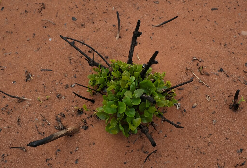 A plant is seen in a burned forest at the Nembi Guasu conservation area in the Charagua, Bolivia, September 24, 2019. REUTERS/David Mercado - RC1E3F372940