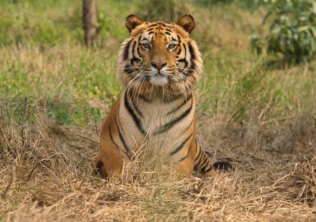 Raja, an eight-year-old rescued Royal Bengal Tiger, rests inside South Kahayar Bari tiger rescue centre at Jaldapara Wildlife Sanctuary, about 160 km (99 miles) north of the eastern Indian city of Siliguri February 21, 2010. REUTERS/Rupak De Chowdhuri (INDIA - Tags: ANIMALS SOCIETY ENVIRONMENT) - GM1E62L1J8N01