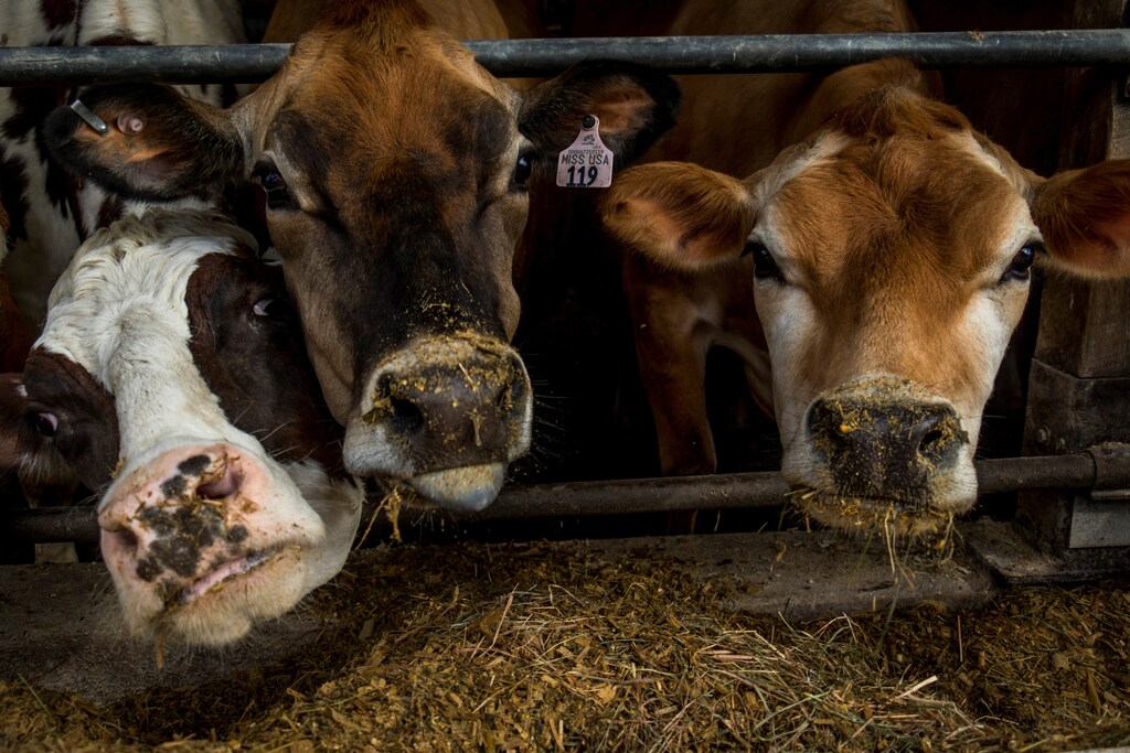 Miss USA and two other dairy cows eat their breakfast after their morning milking at EMMA Acres dairy farm, in Exeter, Rhode Island, U.S., 7 April, 2018. Scooter and Cynthia LaPrise have about 30 cows on one of eight remaining dairy farms in Rhode Island. Miss USA is their daughter Maggie's show cow that was recently named Supreme Champion at this year's New England 4-H Program. REUTERS/Oliver Doyle SEARCH "USA DAIRY" FOR THIS STORY. SEARCH "WIDER IMAGE" FOR ALL STORIES. - RC1D1C7BEAE0