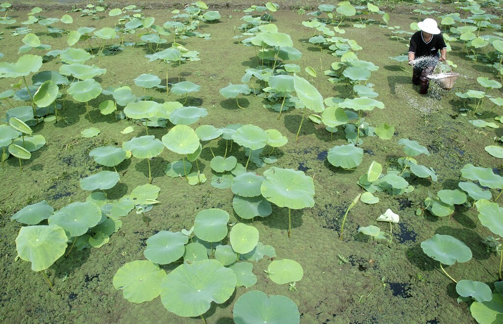 A farmer spreads fertilizer in his lotus pond on the outskirts of Yingtan, central China's Jiangxi province, May 29, 2007. China is to put in place a system allowing the recall of unsafe or unapproved food products following a series of health scares that have led to illnesses and deaths, state media reported on Tuesday. REUTERS/Stringer (CHINA) CHINA OUT - GM1DVJDVUPAA