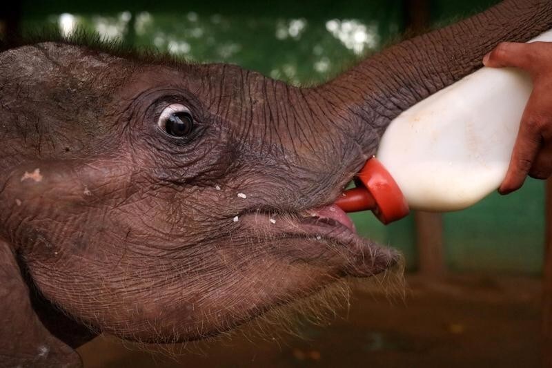 A camp staff feeds Ayeyar Sein, a four-month-old baby elephant who lost her parents to poachers, after her daily wound cleaning in Wingabaw Elephant Camp, Bago, Myanmar, September 30, 2019. Picture taken September 30, 2019. REUTERS/Ann Wang TPX IMAGES OF THE DAY - RC1449345230