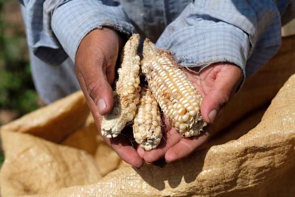 a person holds wilted maize crop