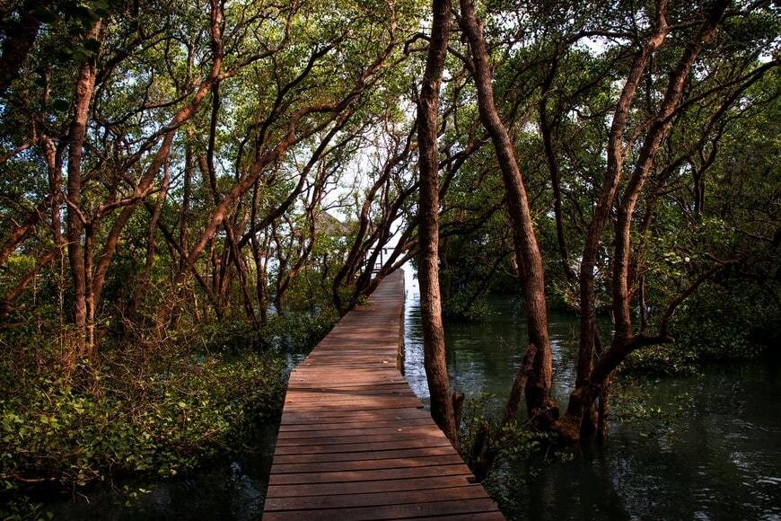 Brown wooden bridge over river, surrounded by mangrove trees.
