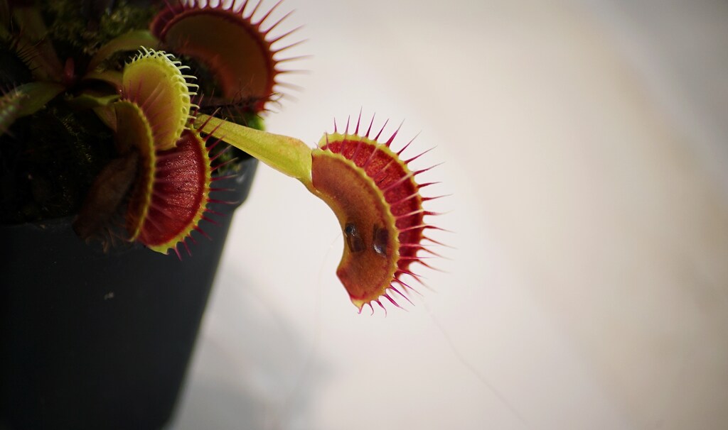 image of a Venus flytrap rigged with two electrodes during an experiment in a lab at Nanyang Technological University in Singapore
