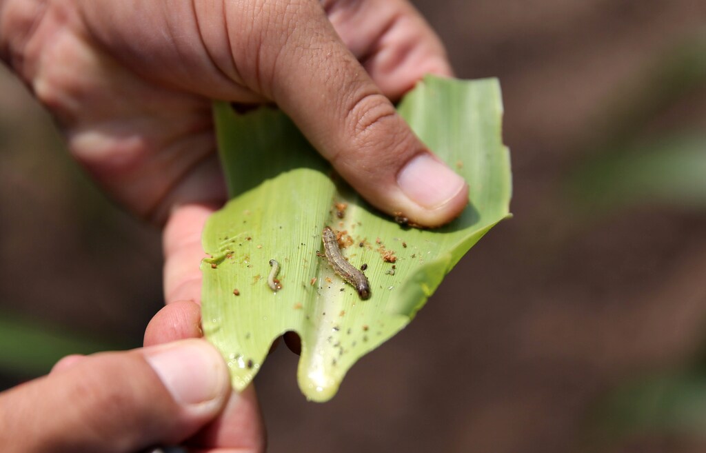A crop-eating armyworm is seen on a sorghum plant at a farm in Settlers, northern province of Limpopo, February 8,2017. REUTERS/Siphiwe Sibeko - RC11ADEC8620