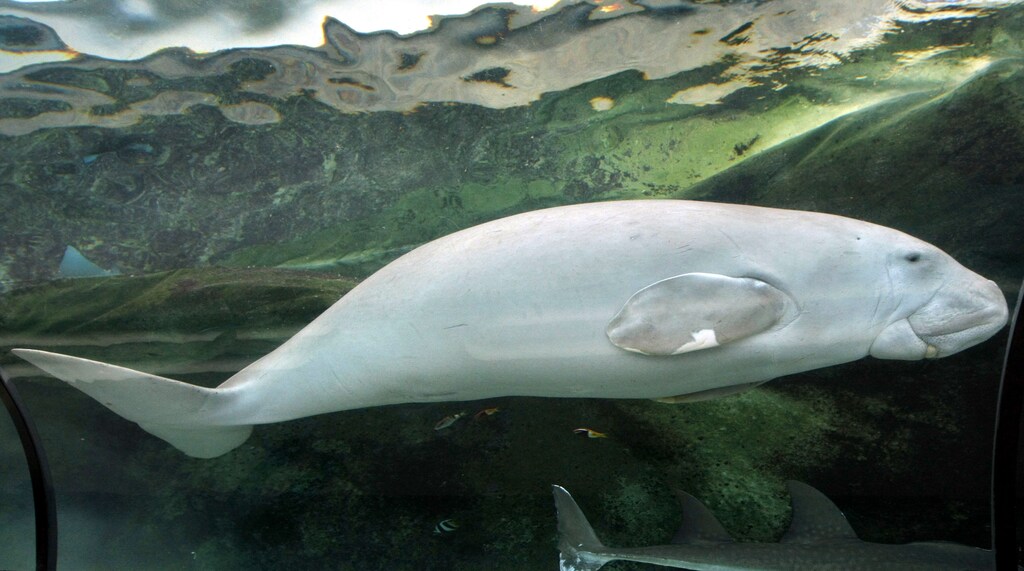 "Wuru", a four-year-old female Dugong, swims in her tank at the Sydney Aquarium June 4, 2009. Dugongs graze on sea grass in tropical waters and are sometimes labelled "Sea cows" although their closest living relative is the elephant. (AUSTRALIA ENVIRONMENT ANIMALS)