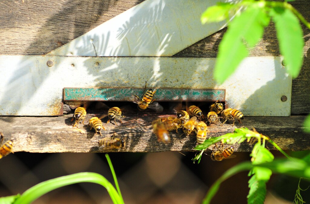 Honey bees can be used to monitor pollution because they collect environmental samples as they forage for food.