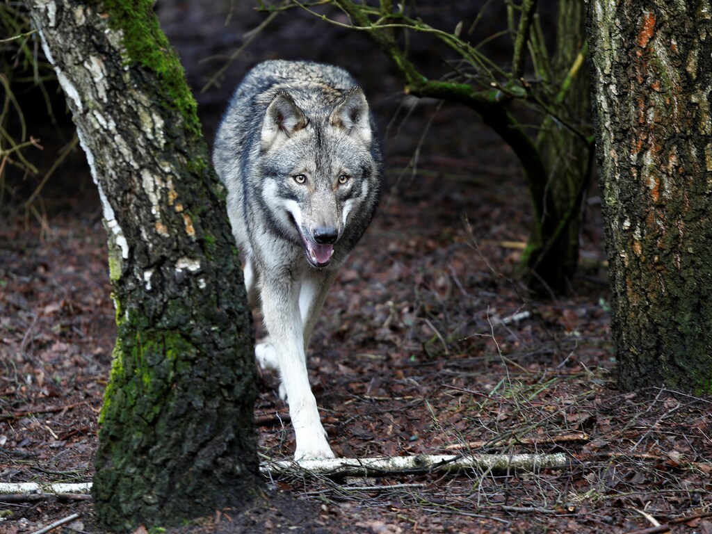 A wolf is seen in the wildlife Park Schorfheide near Gross Schoenebeck, Germany, March 12, 2019. REUTERS/Axel Schmidt - RC148A8B1AD0
