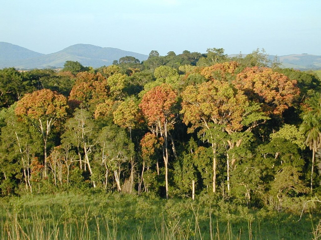 Tropical forest in Gabon, Africa. A NASA-led research team has used a variety of NASA satellite data to create the most precise map ever produced depicting the amount and location of carbon stored in Earth's tropical forests.
