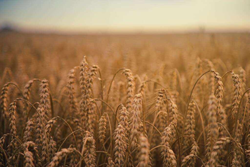Wheat in a field
