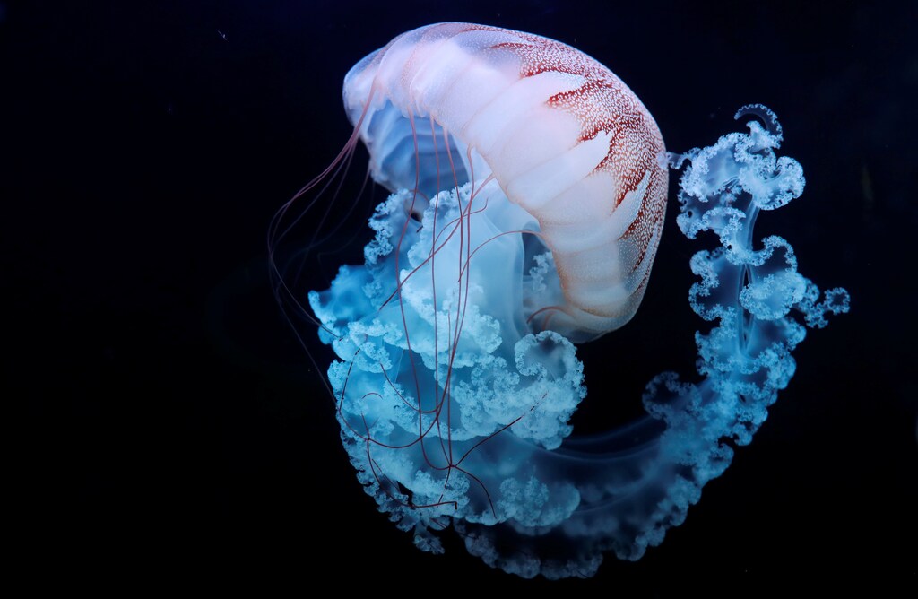 A jellyfish swims in a giant spherical tank at the World of Jellyfish aquarium in Prague, Czech Republic, February 3, 2020. REUTERS/David W Cerny - RC21TE9EGEBX
