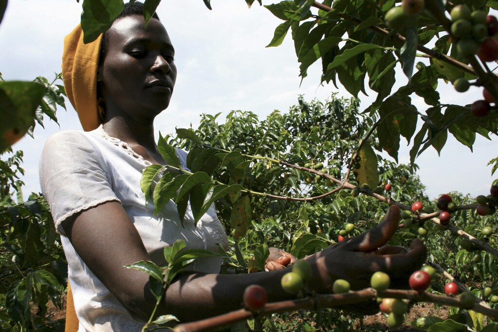 A farmer picks coffee bean cherries on the outskirts of Kigali, May 28, 2009. REUTERS/Hereward Holland (RWANDA ENVIRONMENT AGRICULTURE BUSINESS) - GM1E56T1O8501