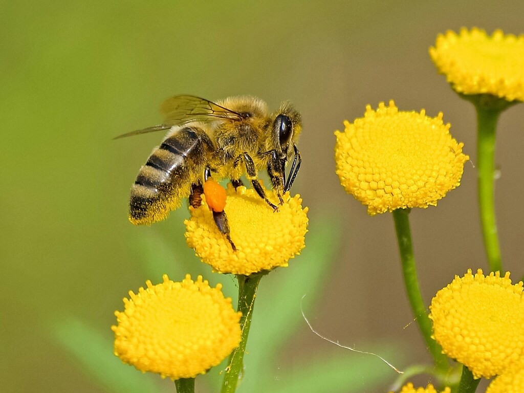 Pollinators play a huge role in community ecology