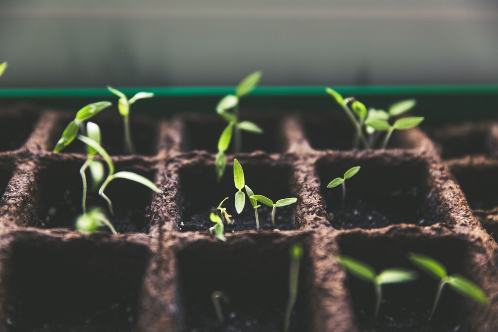 Una imagen de brotes de plantas.