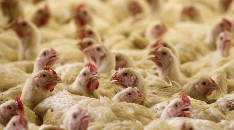 Chickens are seen in an aviary at a poultry farm in the village of Pesochnaia Buda, some 330 km (206 miles) southeast of Minsk, June 11, 2013. The farm produces 500,000 chicks per month and a yearly output of 11,000 tons of meat. Chicken meat is very popular among Belarusians due to its low price, compared to pork and beef, local media reported. REUTERS/Vasily Fedosenko (BELARUS - Tags: ANIMALS SOCIETY) - GM1E96B1RRL01