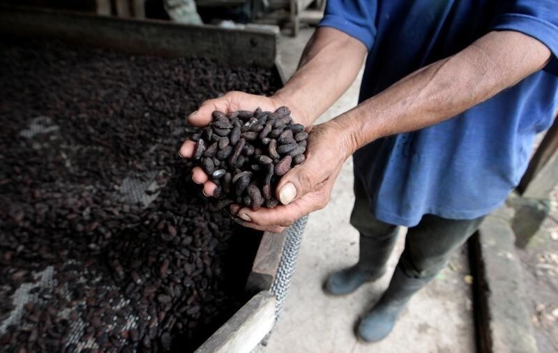 A man examines cocoa beans at La Calera farm in Granada, Nicaragua July 21, 2017. Picture taken July 21, 2017. REUTERS/Oswaldo Rivas - RC187437A8D0