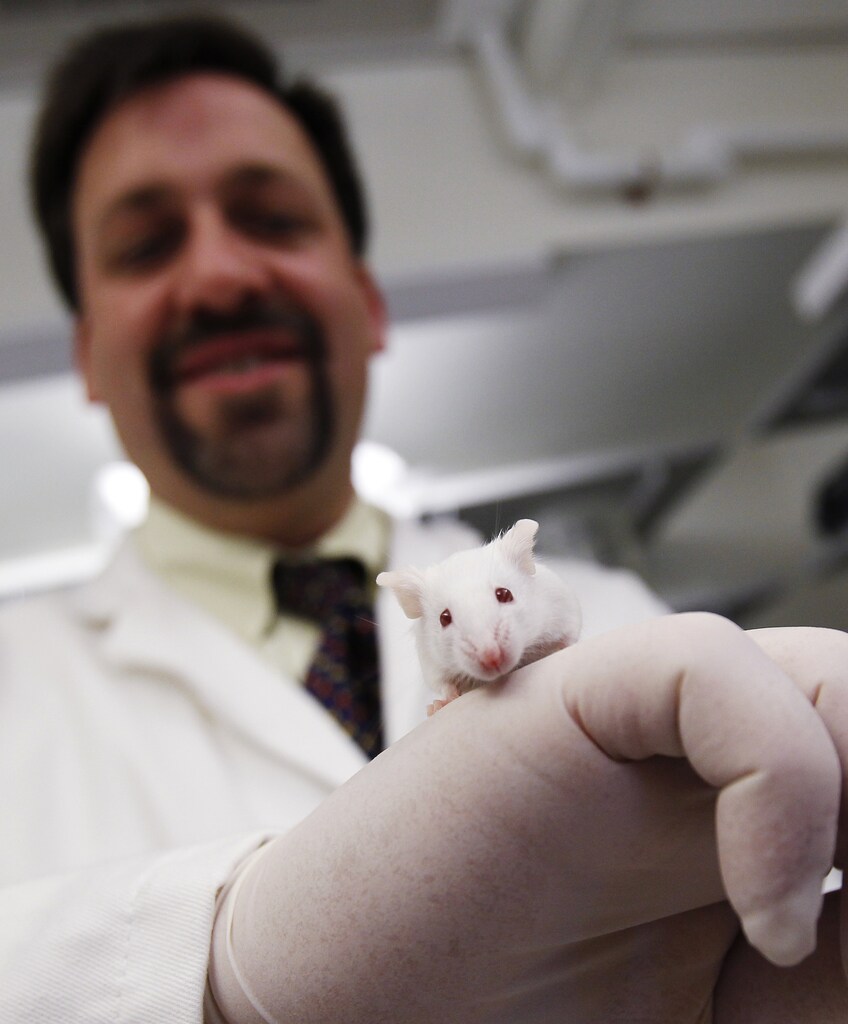 Yale University physician, professor and researcher Hugh Taylor holds a mouse inside a laboratory at Yale University in New Haven, Connecticut, May 21, 2010. His research has shown that the chemical BPA (Bisphenol A) alters the way genes react to estrogen, and could open the door for infants in utero to develop cancer much later in life. To study the way BPA may affect children in utero, Taylor injected pregnant mice with high doses of the chemical five days into their 21-day gestation cycle. He found that the mice exposed to BPA in the womb lacked the "gate" on their DNA receptors and were more susceptible to estrogen for the rest of their lives. To match Special Report FOOD/CHEMICALS-CANS REUTERS/Shannon Stapleton (UNITED STATES - Tags: ANIMALS SCI TECH BUSINESS HEALTH) - GM1E6691LHQ01
