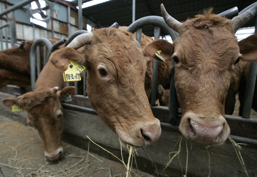 Cattle feed at a shed belonging to Kim Jin-cheon, 56, a farmer raising about 120 domestic cows, in Gapyeong, about 60 km (37 miles) east of Seoul, April 23, 2008. South Korea's decision to gradually open up to U.S. beef imports are set to hit local farmers hard, with some experts expecting around 14 percent fall this year in prices of home-grown cattle from a year earlier. REUTERS/Jo Yong-Hak (SOUTH KOREA) - GM1E44N0XWA01