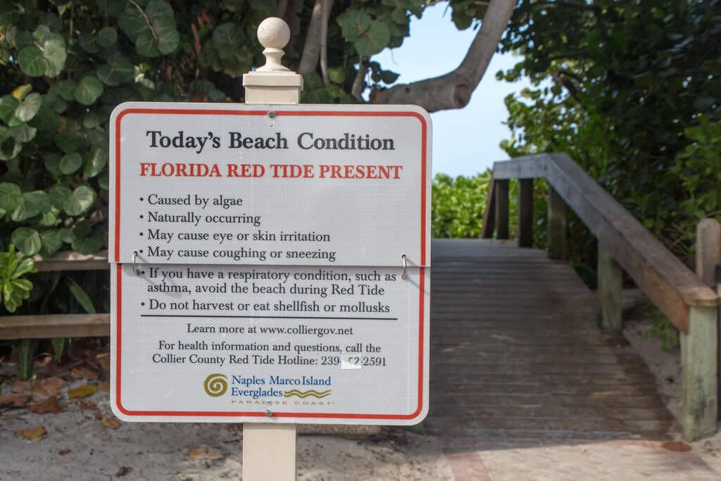 Red tide typically occurs in the summer and fall in parts of Florida and Texas.