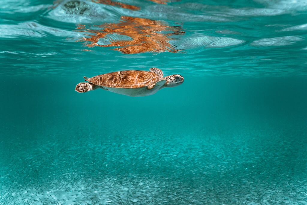 Conservationists must try to mitigate the consequences of sea-level rise for sea turtles and help make these species more resilient, the researchers say.