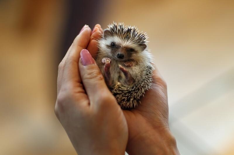 A woman holds a hedgehog at the Harry hedgehog cafe in Tokyo, Japan, April 5, 2016. In a new animal-themed cafe, 20 to 30 hedgehogs of different breeds scrabble and snooze in glass tanks in Tokyo's Roppongi entertainment district. Customers have been queuing to play with the prickly mammals, which have long been sold in Japan as pets. The cafe's name Harry alludes to the Japanese word for hedgehog, harinezumi. REUTERS/Thomas Peter SEARCH "HEDGEHOG THOMAS" FOR THIS STORY. SEARCH "THE WIDER IMAGE" FOR ALL STORIES TPX IMAGES OF THE DAY - GF10000373159