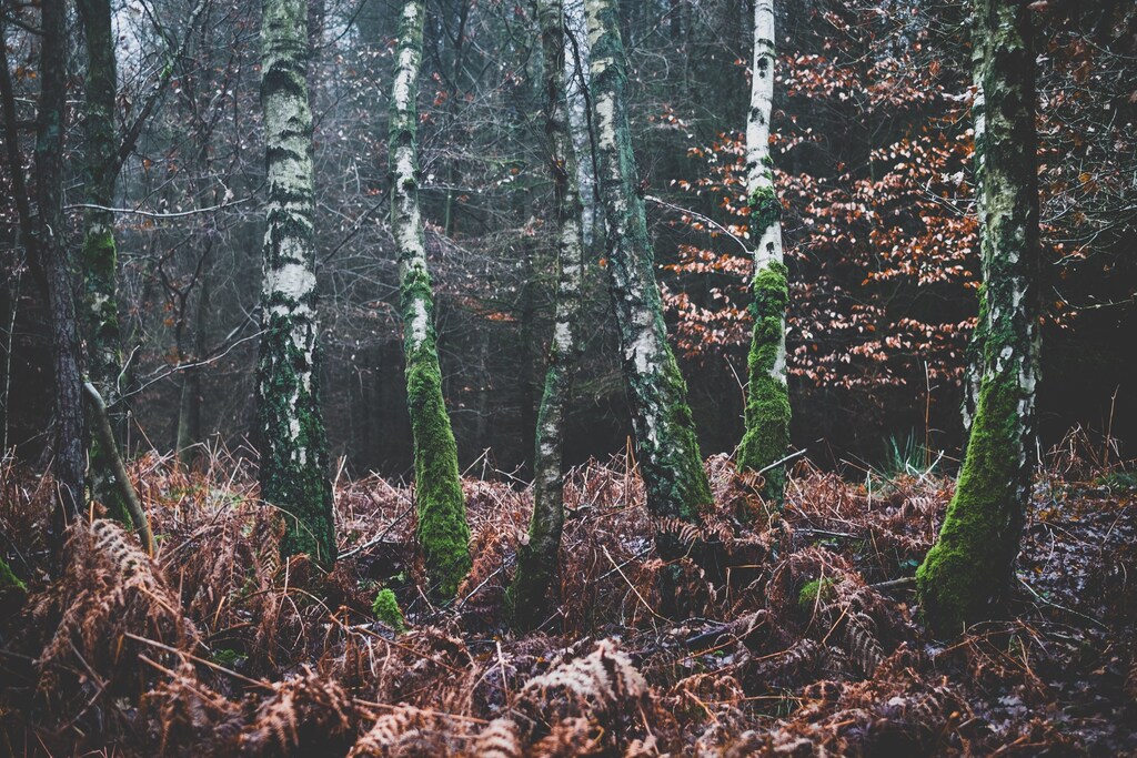 German-forestry-is-vital-for-the-countrys-economy