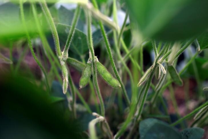 Soybeans grow in a field on BJ Reeg's farm in Bellevue, Iowa, U.S., July 26, 2018. REUTERS/Joshua Lott