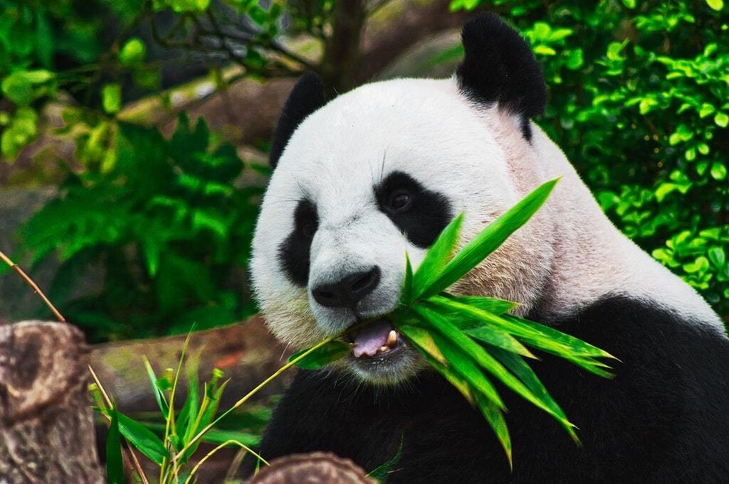 WWF’s Living Planet Report 2020 biodiversity threat global health iol agriculture deforestation