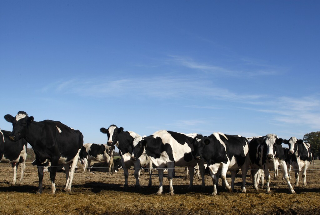 Holland cows are seen at the milking yard in the town of Navarro, 75 miles (120 km ) from Buenos Aires, June 17, 2009. It's wheat sowing season on Argentina's Pampas plains, but farmers are biding their time -- praying for rain and a government defeat in Sunday's mid-term election. Months of tax protests by farmers last year sparked broader discontent with center-left President Cristina Fernandez, who faces the biggest test of her turbulent 18 months in office in the vote and risks losing her congressional majority. Picture taken June 17. REUTERS/Enrique Marcarian (ARGENTINA POLITICS AGRICULTURE BUSINESS) - GM1E56N008401