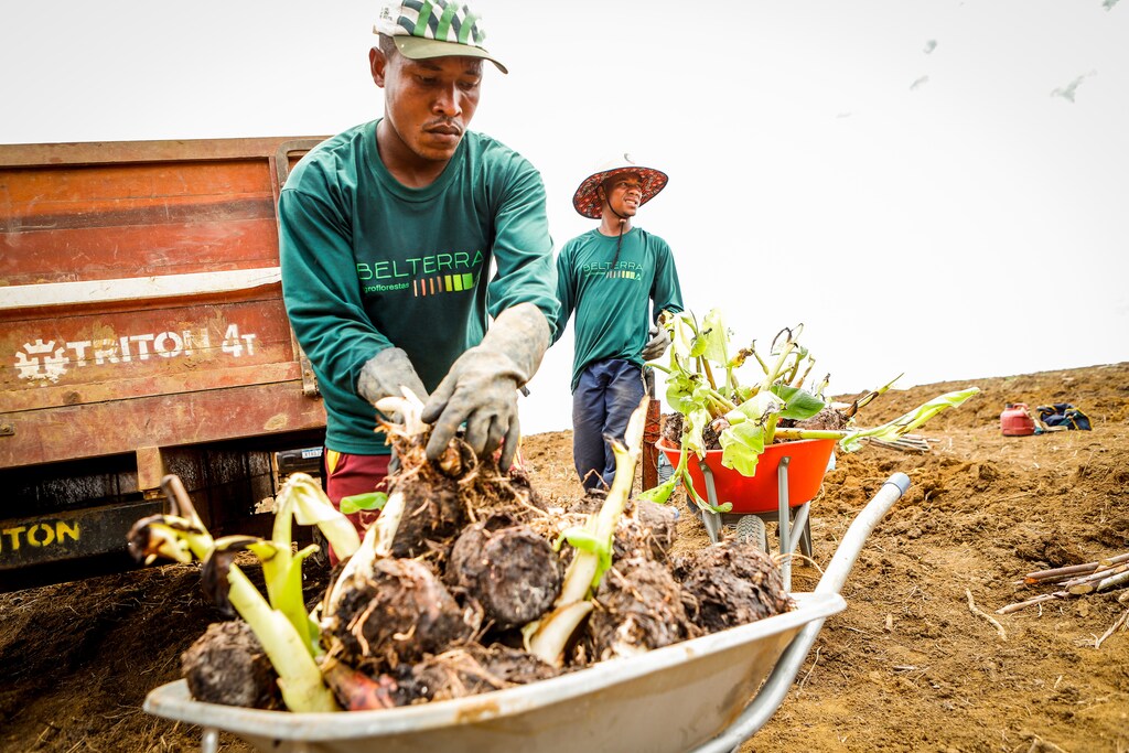 Funding nature-based solutions for forest ecosystems is good for the planet and good for business.