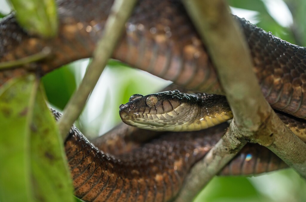 A brown tree snake. Invasive species has been causing problems for biodiversity