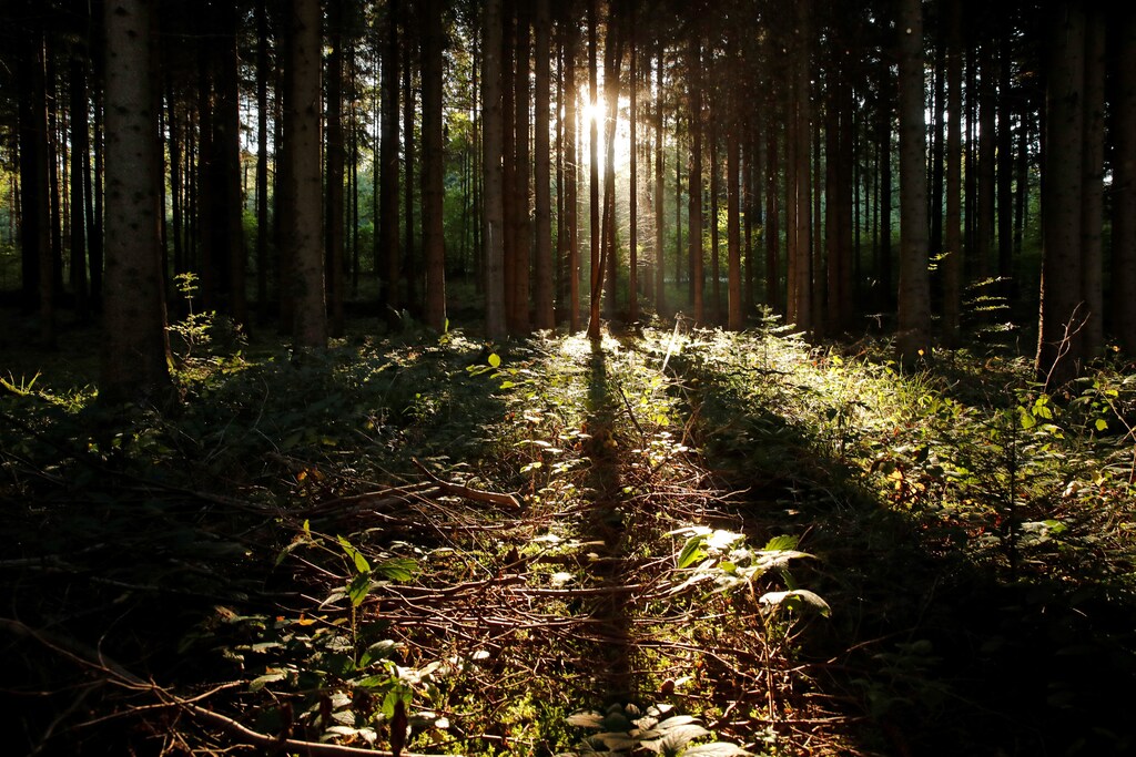 Sun rays shine through trees in a forest on an autumn morning near Biere, Switzerland, September 26, 2018. REUTERS/Denis Balibouse - RC155E1FFD10