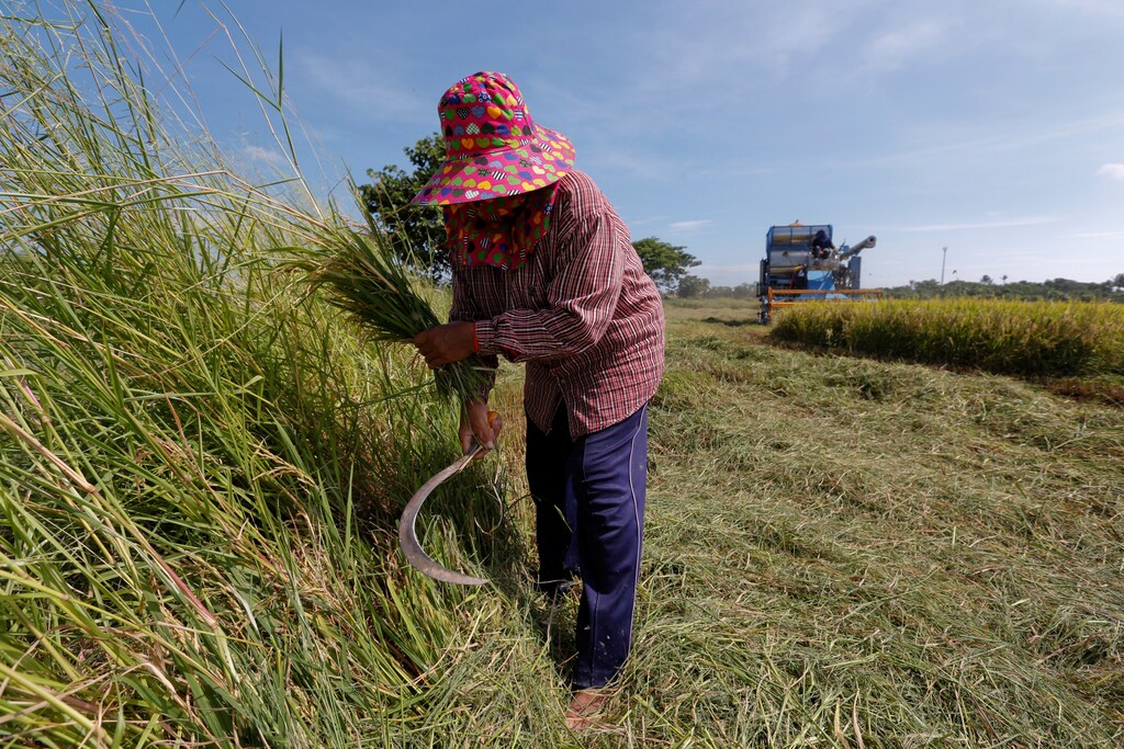 A farmer works in her rice field in Suphan Buri province, north of Bangkok, Thailand November 2, 2016. REUTERS/Chaiwat Subprasom - D1BEUKLYCMAA