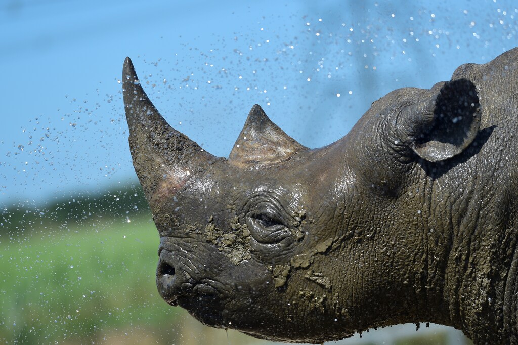 Nkosi, a critically endangered Eastern Black Rhino is hosed down by its keeper at Folly Farm and Zoo, Begelly, Pembrokeshire, Wales, Britain. July 25, 2019.