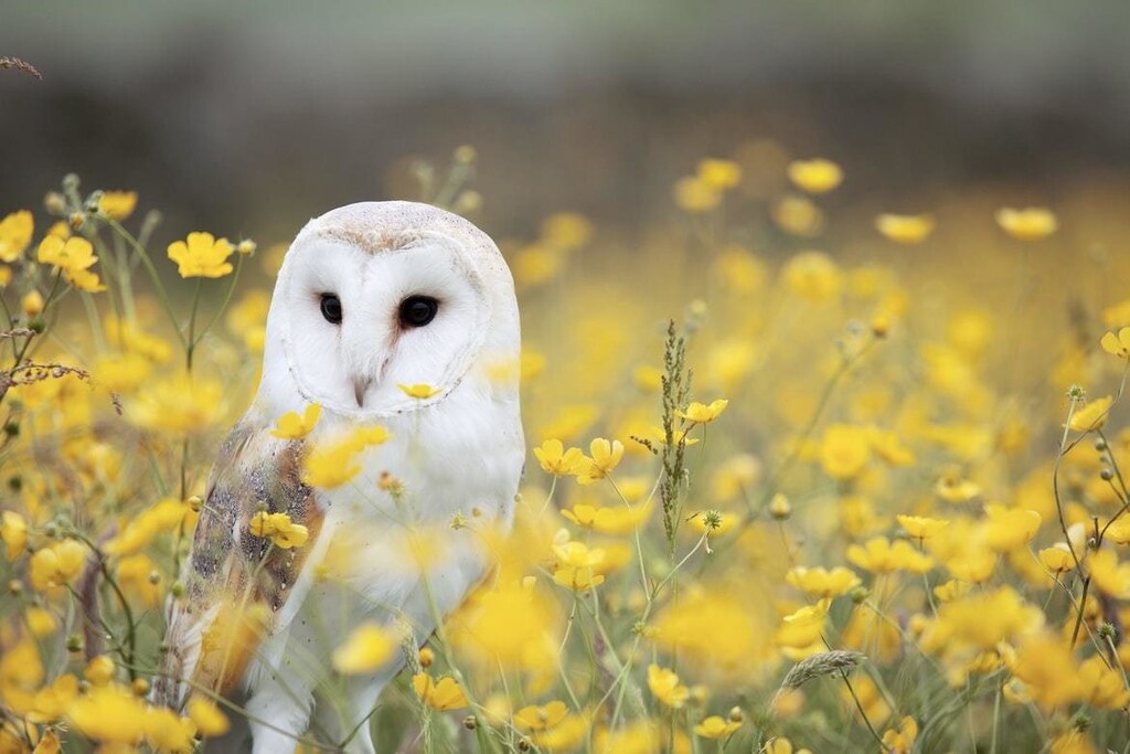 So far, the graduate students have found that the barn owls in vineyards are reducing the number of gophers, but not mice.