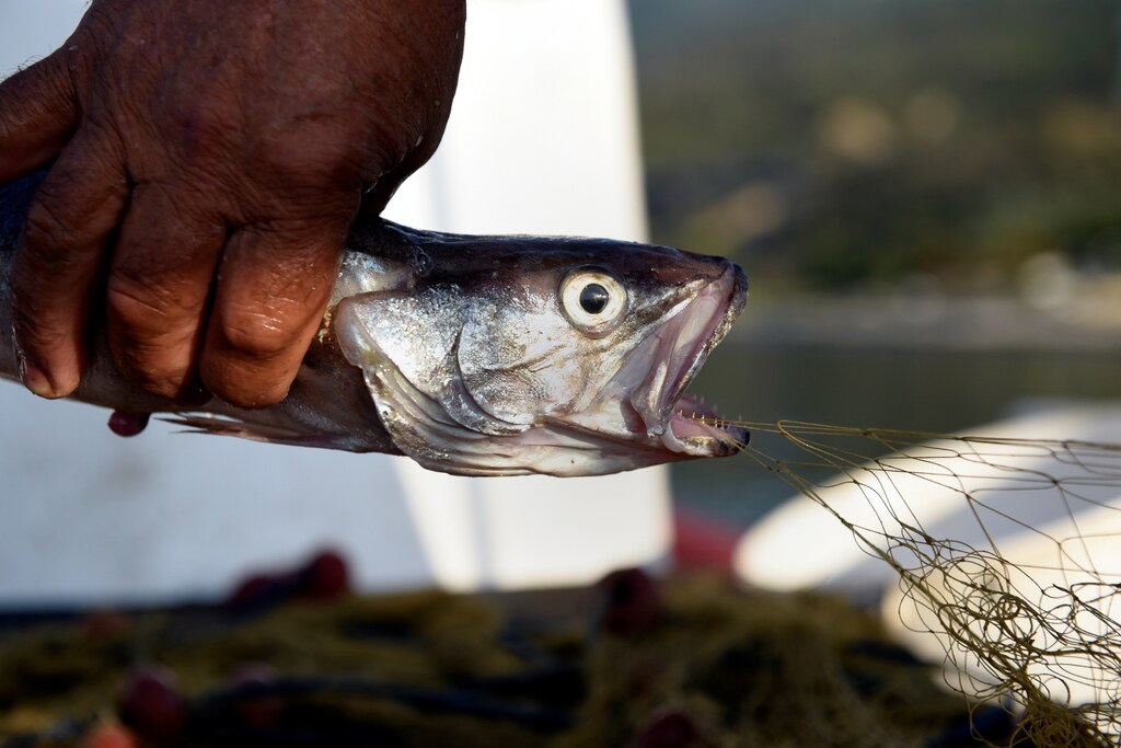Fisherman Dimitris Karapetsas, 67, tries to release a fish from the net onboard Panagiotis Pagonis' boat "Katerina", off the shores of Asprovalta, Greece, June 12, 2018. REUTERS/Alexandros Avramidis SEARCH "AVRAMIDIS FISHING" FOR THIS STORY. SEARCH "WIDER IMAGE" FOR ALL STORIES.? - RC1B64EDB000
