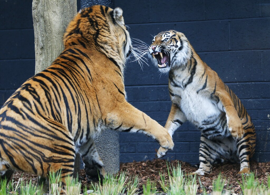 Melati (R), a four year old Sumatran Tiger and Jae Jae, her five year old male companion, face off in their new 2,500 square meter enclosure at London Zoo March 22, 2013. The zoo hopes that Melati and Jae Jae, will breed in captivity. REUTERS/Andrew Winning (BRITAIN - Tags: ANIMALS ENVIRONMENT SOCIETY) - LM1E93M1DT101