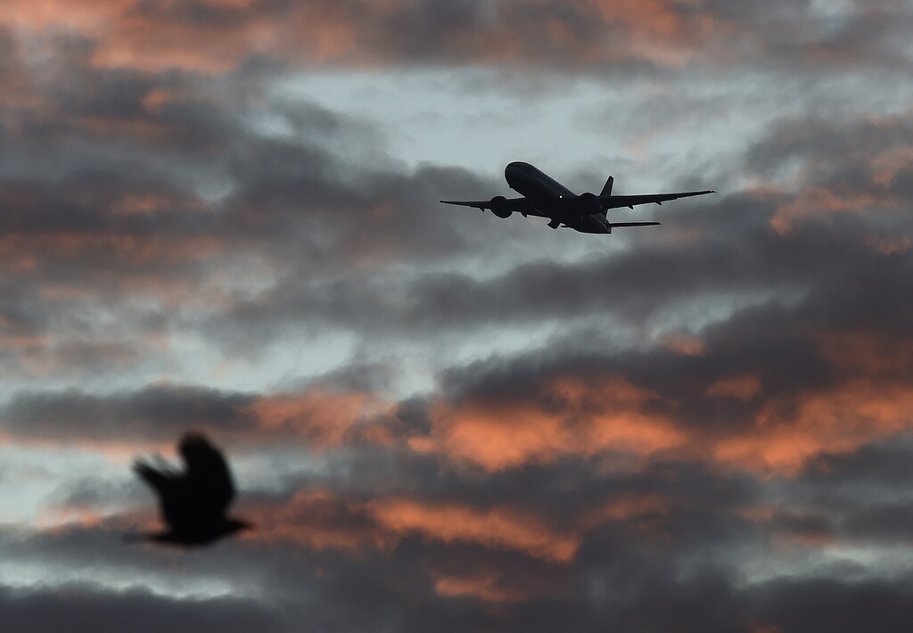 A bird passes in the foreground as a passenger aircraft makes it's final landing approach towards Heathrow Airport at dawn in west London Britain, April 18, 2016. REUTERS/Toby Melville/File Photo - LR1ECA60NJ7HF