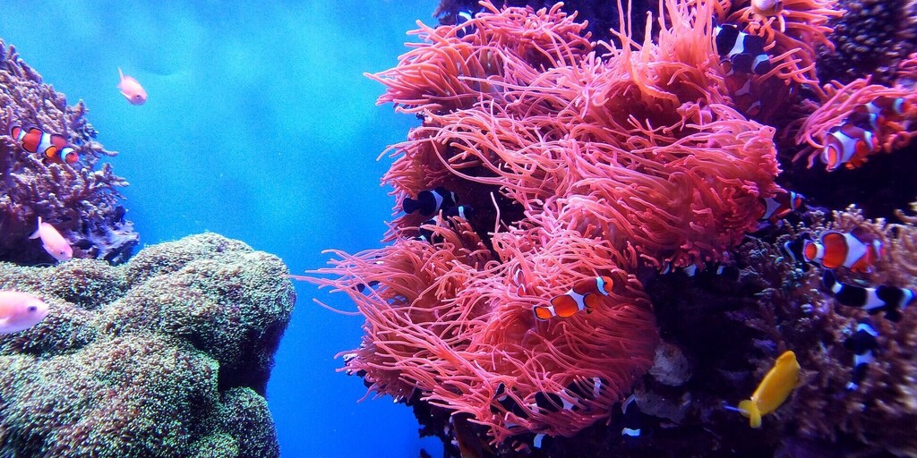 The Indonesian government is working to protect coral reefs from rising sea temperature by limiting human activities in conservation areas.