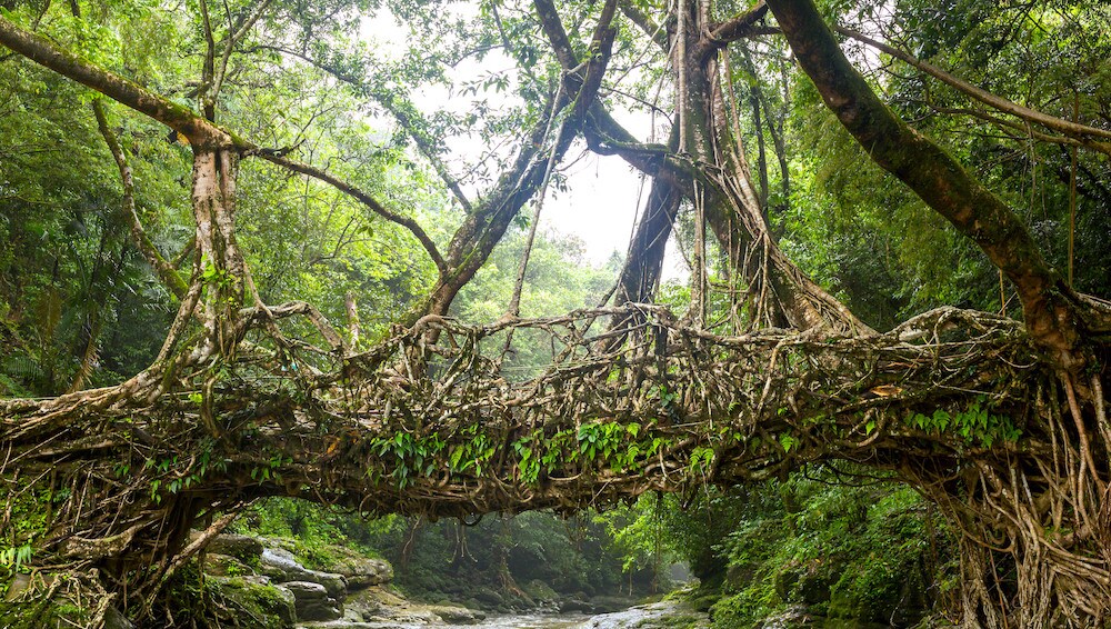Forest landscapes, such as this one in the north-eastern state of Meghalaya, are at the heart of India's ambitious climate commitments.