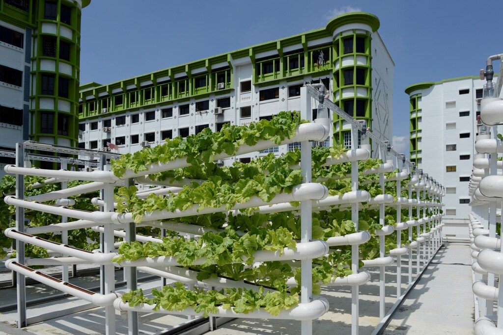 Organic vegetables are seen on growing towers that are primarily made out of polyvinyl chloride (PVC) pipes at Citiponics' urban farm on the rooftop of a multi-storey carpark in a public housing estate in western Singapore April 17, 2018. Picture taken April 17, 2018. REUTERS/Loriene Perera - RC1991373890