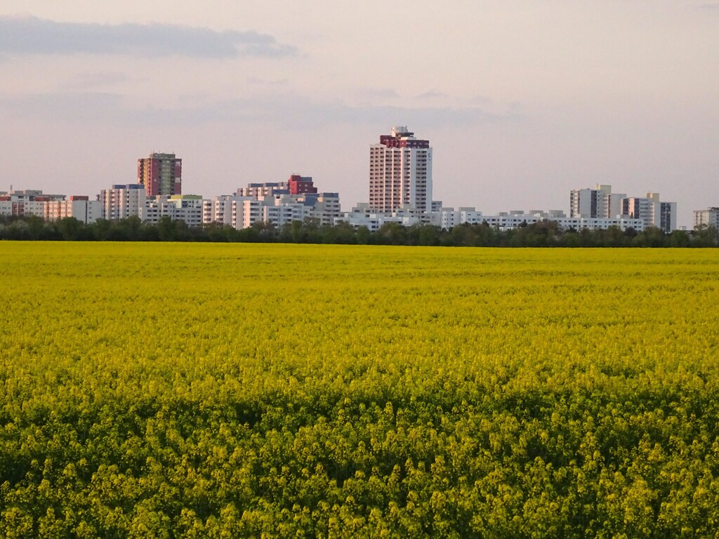 Understanding how species are changing over time can help us to better plan and manage for greener, more biodiverse cities.