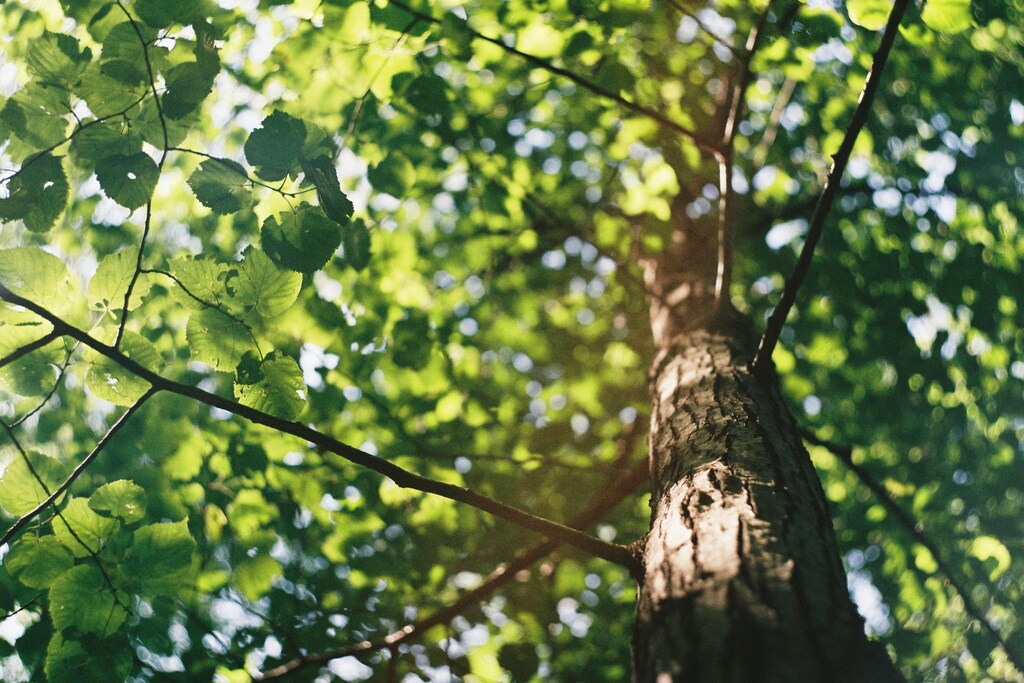 trees forests environment climate change sustainable sustainability app technology phones