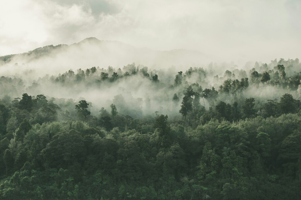 A rainforest, illustrating the use for carbon credits