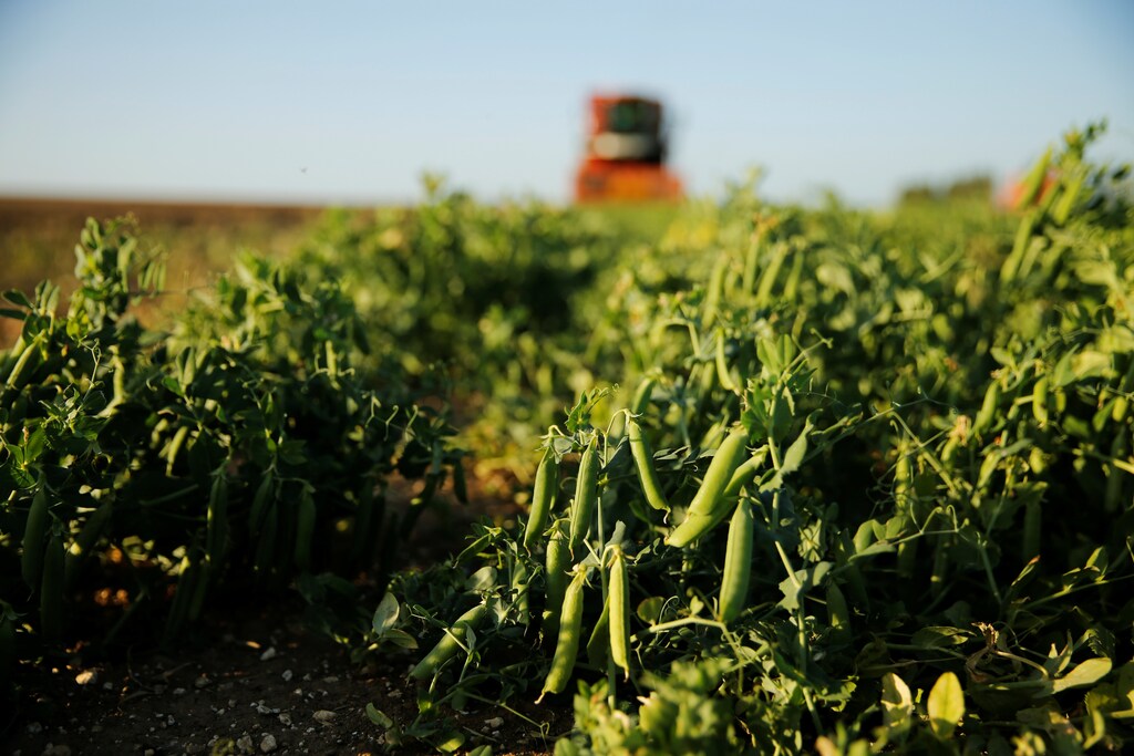 A French farmer harvests peas during sunset in Moeuvres, France, June 22, 2020. Picture taken, June 22, 2020. REUTERS/Pascal Rossignol - RC22FH9C48U3