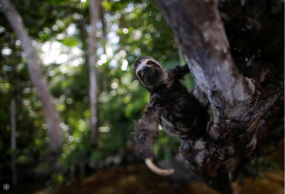 A three-toed sloth hangs from a tree on the outskirts of Melgaco Bay, southwest of Marajo island, in Para state, Brazil June 4, 2020. Picture taken June 4, 2020.