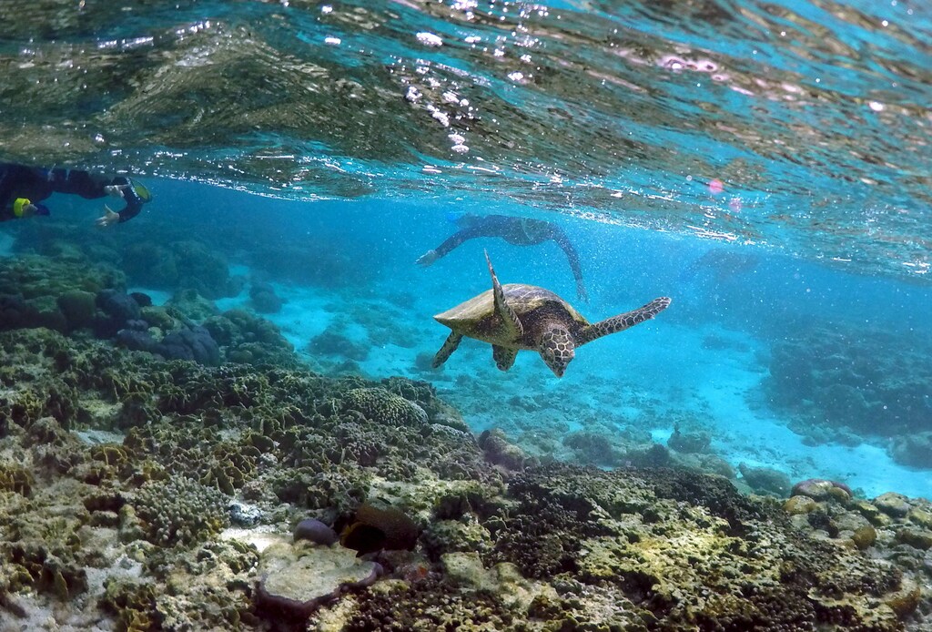 Tourists snorkel near a turtle as it looks for food amongst the coral in the lagoon at Lady Elliot Island north-east of the town of Bundaberg in Queensland, Australia, June 9, 2015. The lagoon, which is occupied by turtles during high tide, is only accessible for snorkelling during this time. UNESCO World Heritage delegates recently snorkelled on Australias Great Barrier Reef, thousands of coral reefs, which stretch over 2,000 km off the northeast coast. Surrounded by manta rays, dolphins and reef sharks, their mission was to check the health of the world's largest living ecosystem, which brings in billions of dollars a year in tourism. Some coral has been badly damaged and animal species, including dugong and large green turtles, are threatened. UNESCO will say on Wednesday whether it will place the reef on a list of endangered World Heritage sites, a move the Australian government wants to avoid at all costs, having lobbied hard overseas. Earlier this year, UNESCO said the reef's outlook was "poor". REUTERS/David GrayPICTURE 9 OF 23 FOR WIDER IMAGE STORY "GREAT BARRIER REEF AT RISK"SEARCH "GRAY REEF" FOR ALL PICTURES - GF10000143346